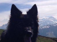 Shani